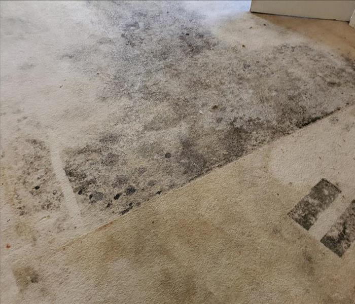 Mold on a carpet hidden by an area rug that sustained water damage.